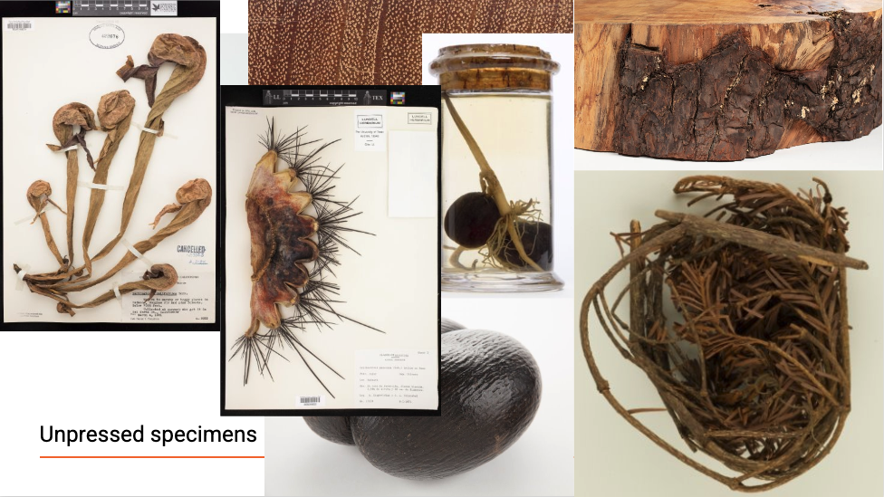 An arrangement of pressed plant specimens on a powerpoint slide